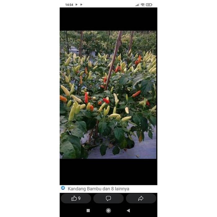 New Benih Bibit Cabe Rawit Merah Ori 212 10G Cap Aura Seed Biji Cabai Benih Cabe Ready