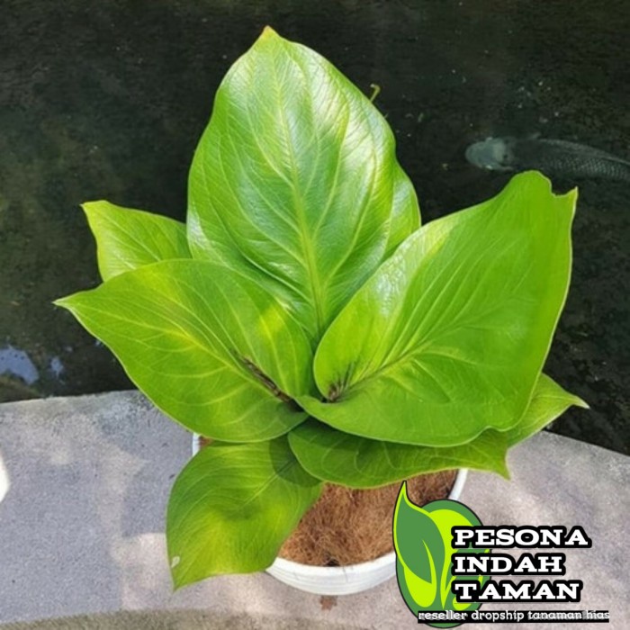 PROMO Jemani cobra catalog roset - Anthurium jemani