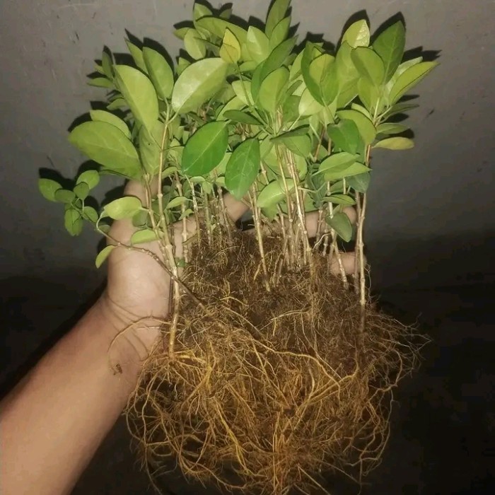 Stek Sancang sudah berakar / bahan bonsai Sancang stek pucuk berakar