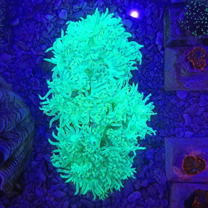 

kolang kaling kembang super hijau metalik stabilo tip aquarium laut