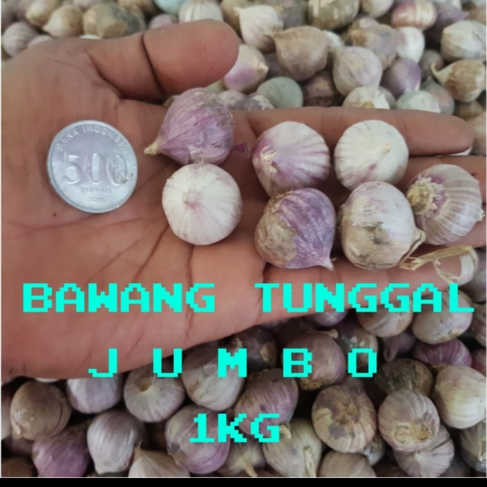 

Bawang Putih Tunggal/Bawang Lanang 1Kg Terlaris