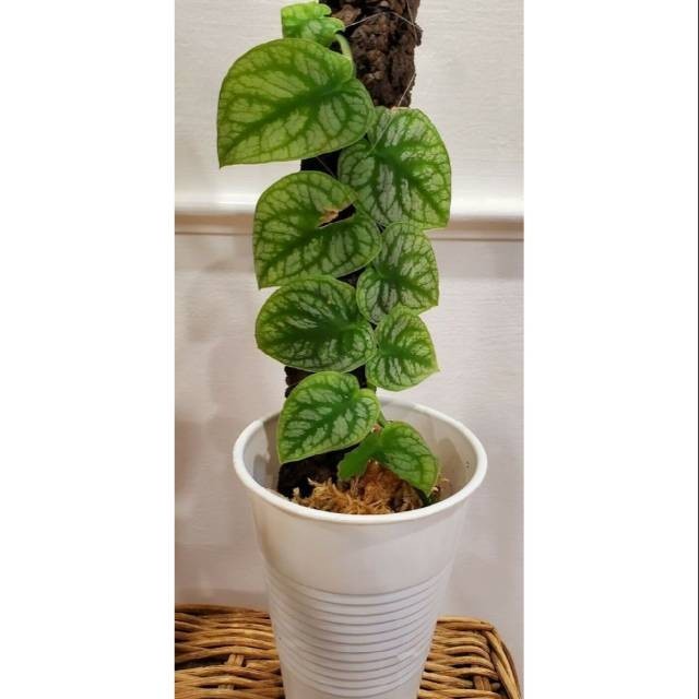 Tanaman hias Monstera dubia