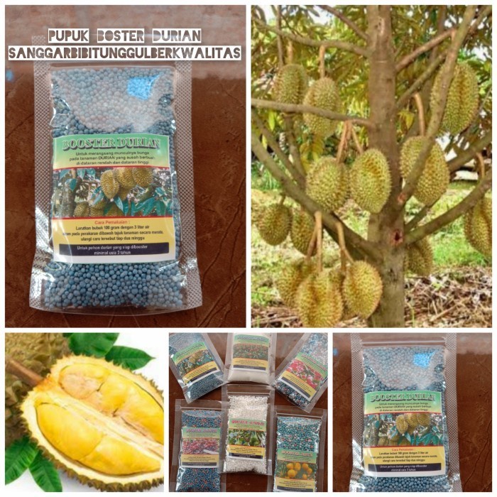pupuk (Boster durian) sangat ampuh untuk mempercepat proses berbuah.