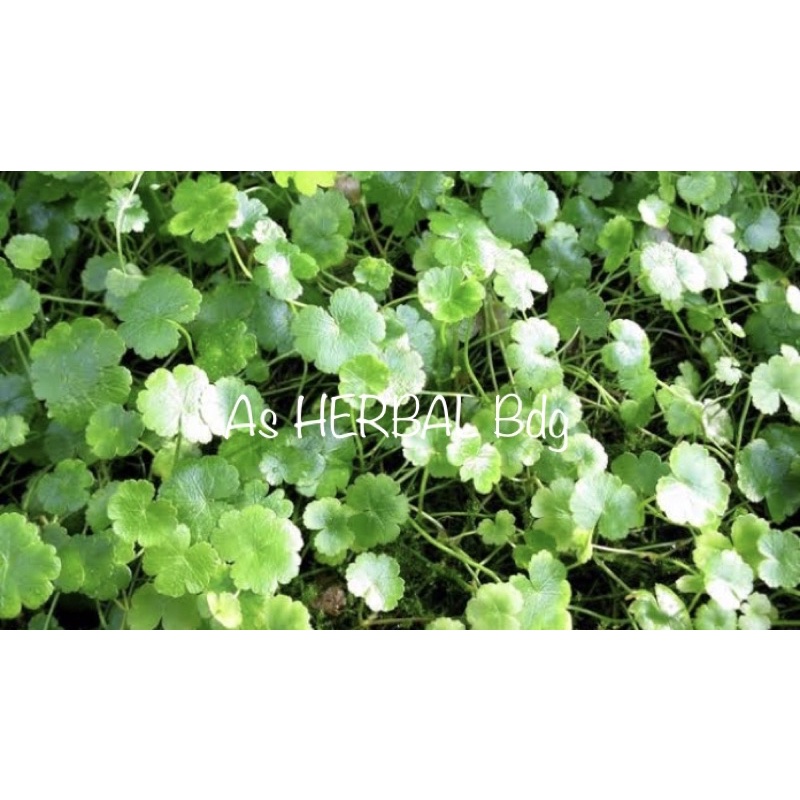 

Daun Semanggi Gunung atau Patikim Segar 500 gram