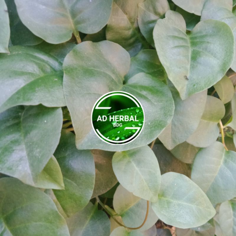 

Daun Binahong Fres Segar 600 Gram