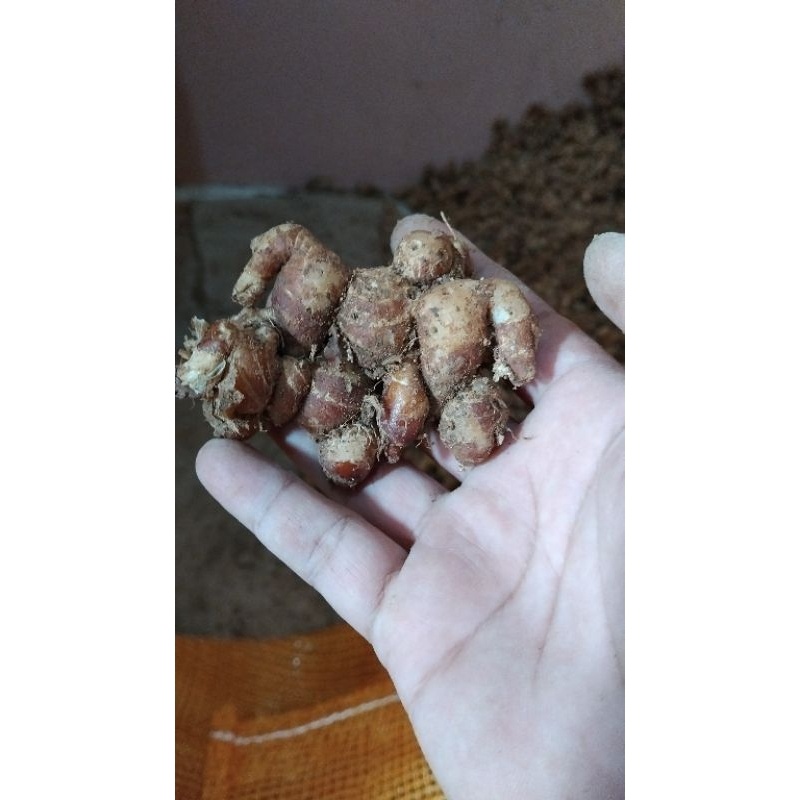 

kencur tua wangi fresh 1kg