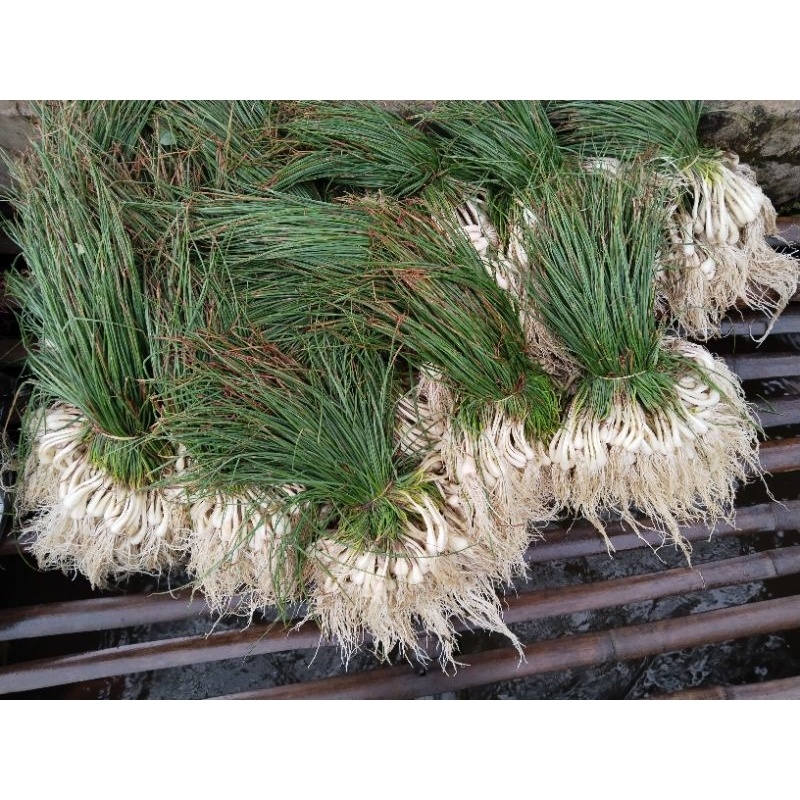 

bawang batak, lekio, kucay segar 1kg