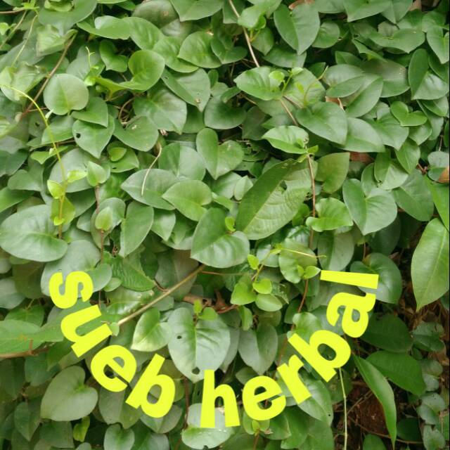 

daun Binahong Segar 250