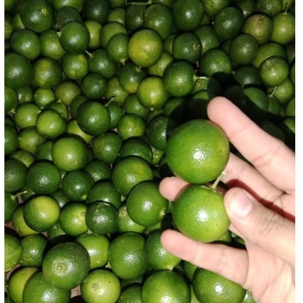 

2kg Jeruk KASTURI atau jeruk peras SONGKIT