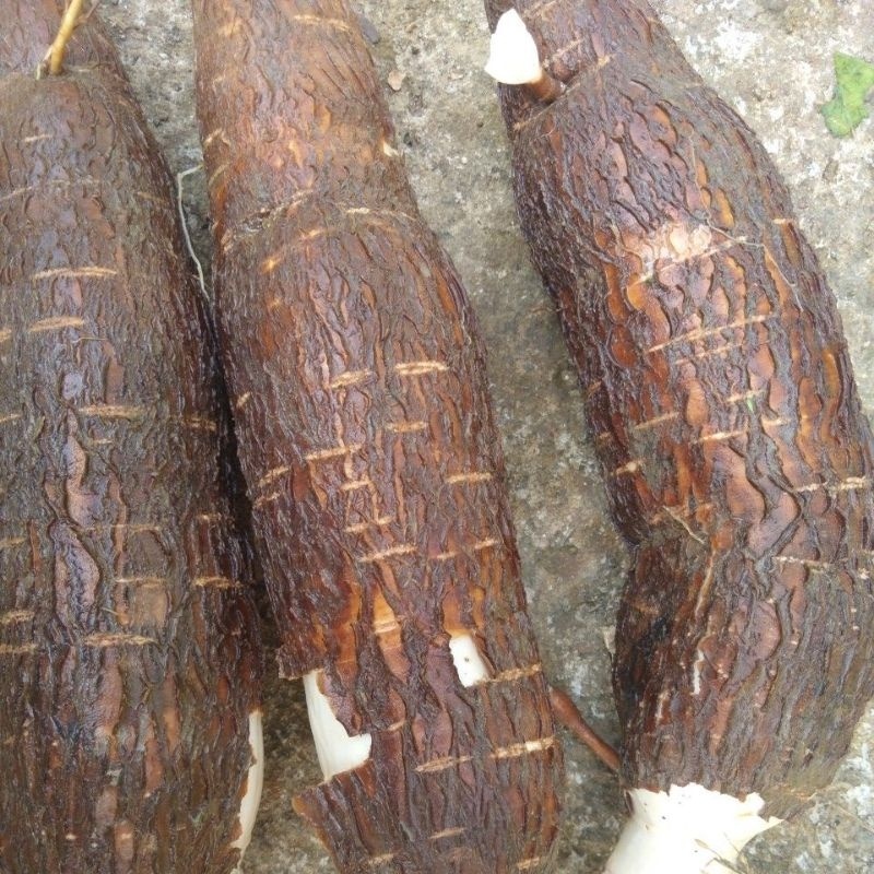 

Singkong racun sapi kuru untuk mengobati kangker