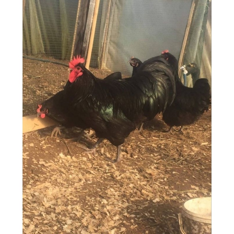 

Telur Tetas Ayam Australorp Telur Fertil Ayam Australorp