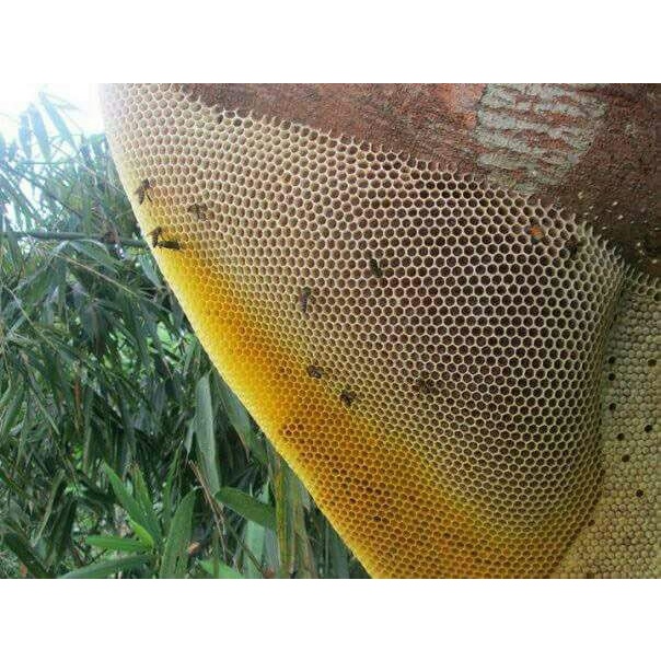 

BARANG TERLARIS MADU BADUY ASLI 100% RAW 1,5Kg