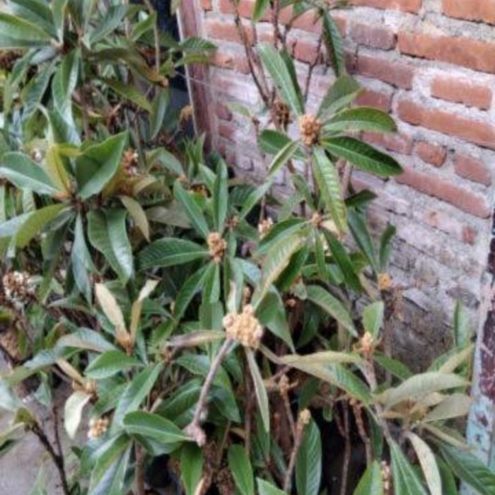 TERBAIK Tanaman Bibit Buah Leci Biwa Sudah Berbuah Dan Berbunga