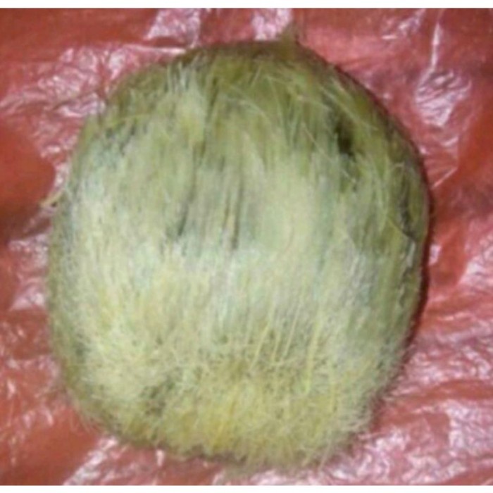 BIG SALE EM7E BIBIT BIJI TANAMAN SIWALAN/LONTAR BIBIT UNGGUL BISA BUAT