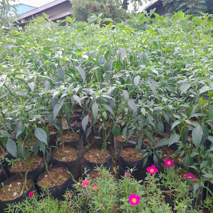 BERGARANSI bibit tanaman cabe merah panjang sudah berbunga / berbuah..pohon cabe