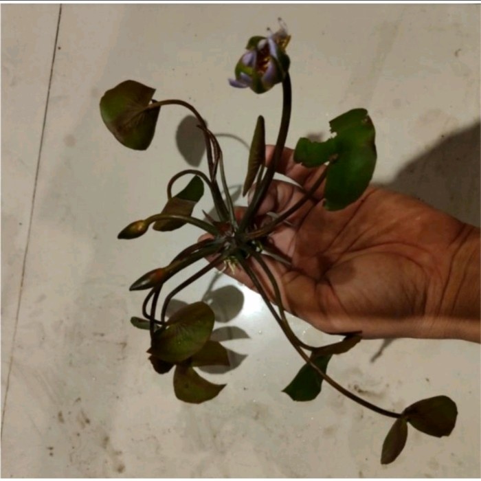 TERBATAS Bibit Teratai Lotus tanaman air