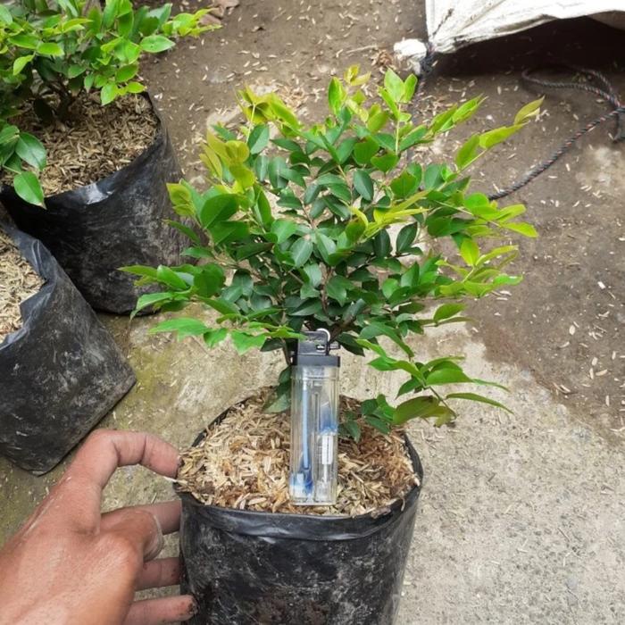 TERPERCAYA bibit tanaman anggur brazil - bibit pohon anggur brazil - pohon anggur brazil - pohon