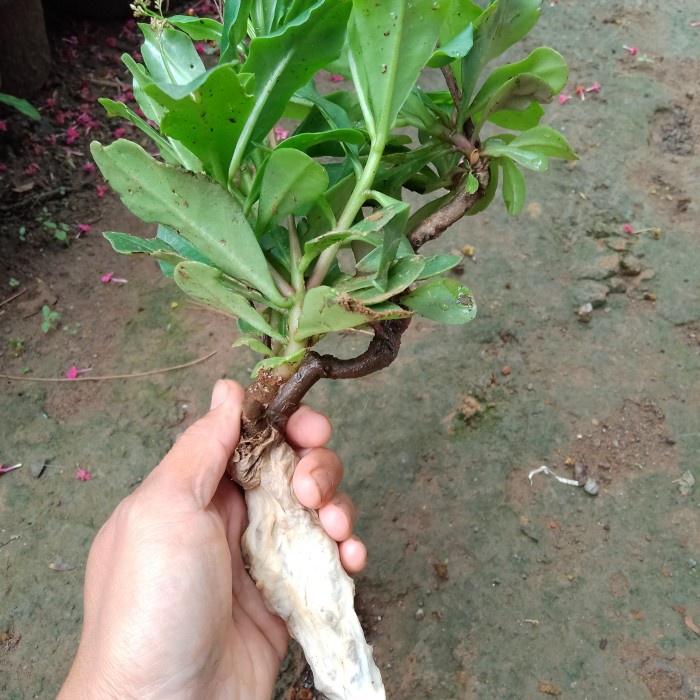 CUCI GUDANG BIBIT GINSENG JAWA / BIBIT TANAMAN GINSENG JAWA / GINSENH