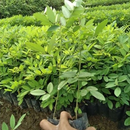 BERGARANSI bibit tanaman indigofera - pakan ternak siap tanam