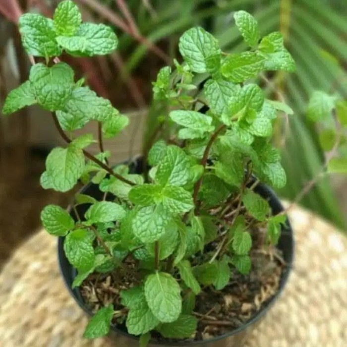 NEW bibit tanaman mint, daun Mint, tanaman Herbal Daun Mint