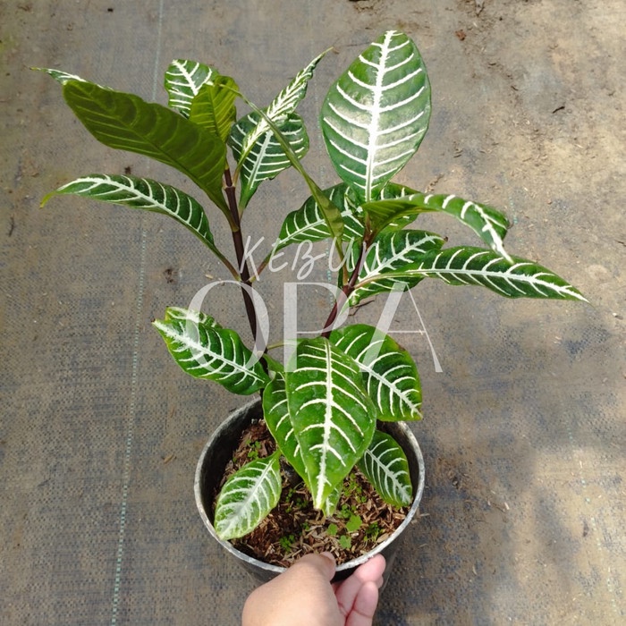 OBRAL Bibit Tanaman Hias Aphelandra Hijau / Daun Zebra