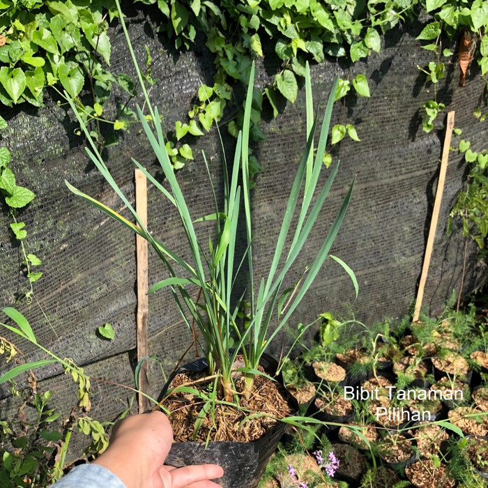 BERMUTU bibit kucai bawang bunga pink bumbu masak sayur tanaman hidup masakan