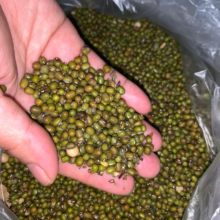 

Kacang Ijo Mentah Berat 500g dan 1 kg kacang ijo Kering Wijen Bahan
