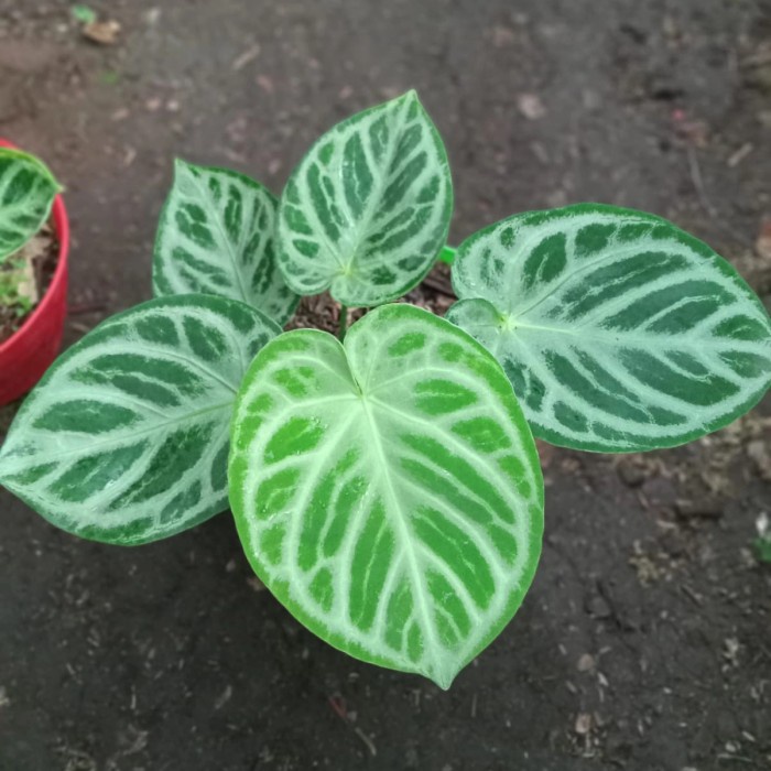 Tanaman hias dorayaki silver blush mangkok ORI