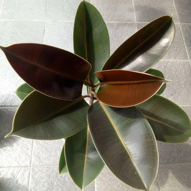 paket hemat 3 tanaman karet kebo merah tanaman hias karet kebo varigata kuning karet kebo hijau