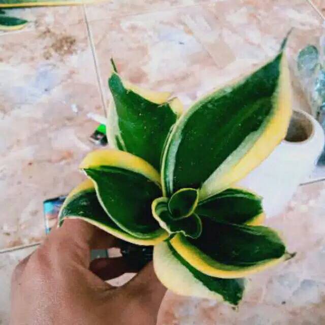 Bibit tanaman sansivera pagoda-sansivera pagoda-bibit-sansivera