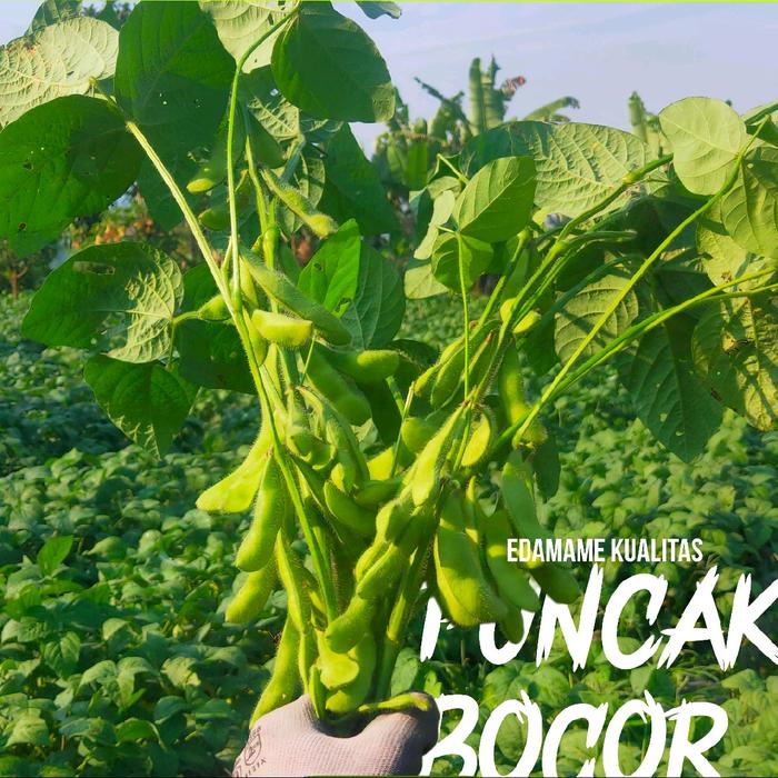 

HJK kacang edamame kedelai jepang fresh premium 1kg Cemilan