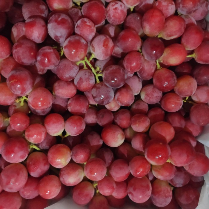 

HJK anggur merah australia 500 gram