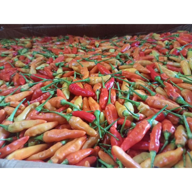 

cabe rawit merah ORI / cabai rawit merah 500 gr super