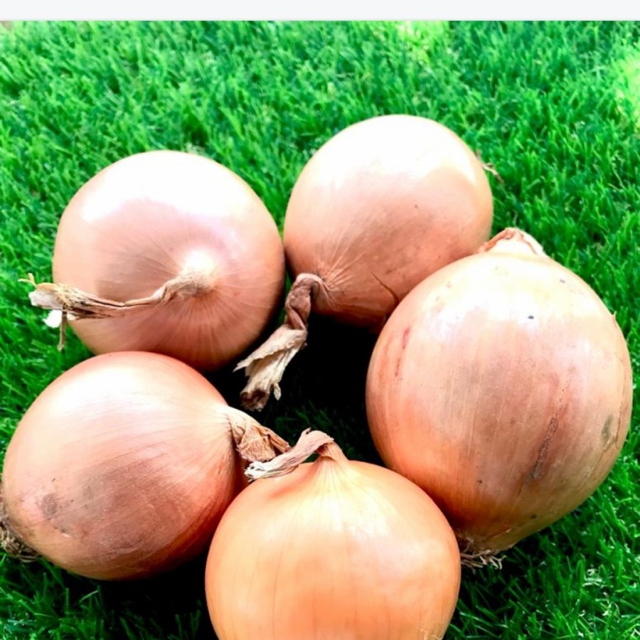 

CITRA FRESH - Bombay 1 Kg - Selalu Ready dan Fresh