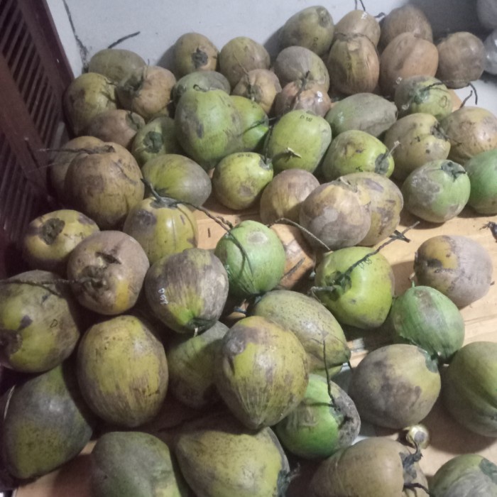 

Daging Kelapa kopyor fresh