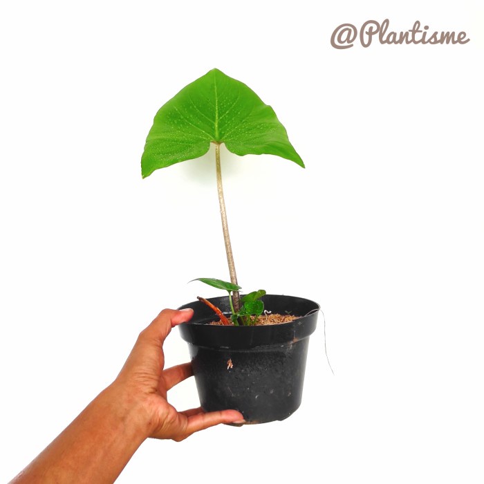 Alocasia Avatar Crytosperma Merkusii - Tanam Stingray Monstera Giant