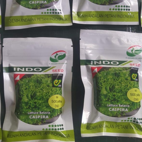 Sale Terbatas Benih Selada Caipira Kemasan 500 Pils Enza Zaden Aman