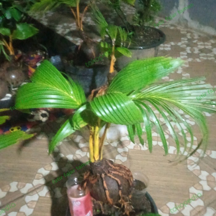 Sale Terbatas Link Khusus Tn.Jay Tan Pohon Bonsai Kelapa Kuning Aman