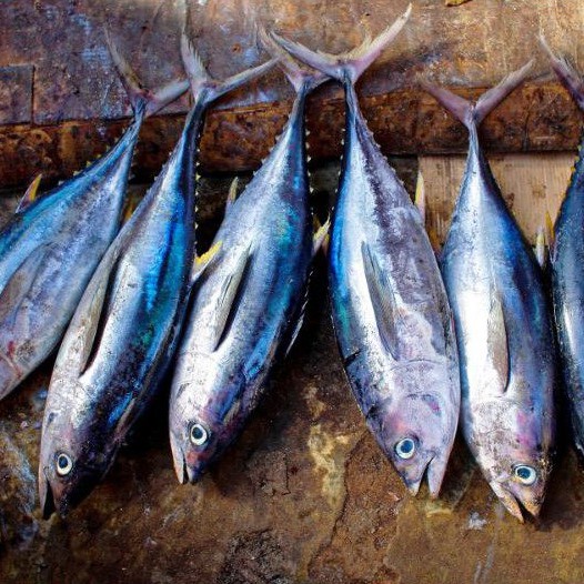

Ikan Baby Tuna 1 Kg Beku Kapal