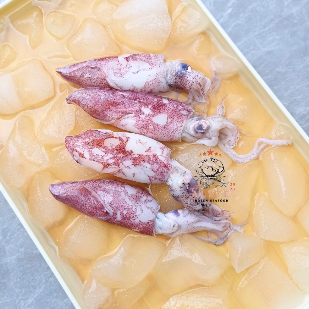 

Cumi Cumi Segar Ukuran Medium 1kg / Fresh Frozen Vacum Pack