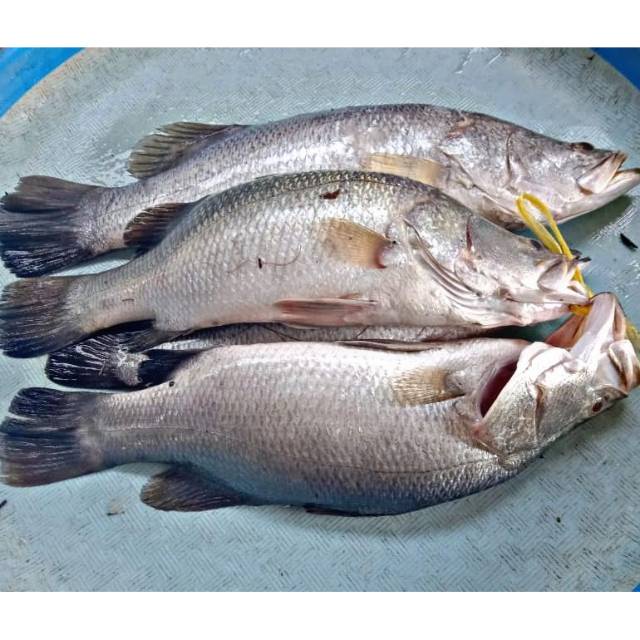 

IKAN KAKAP PUTIH SEGAR 1KG