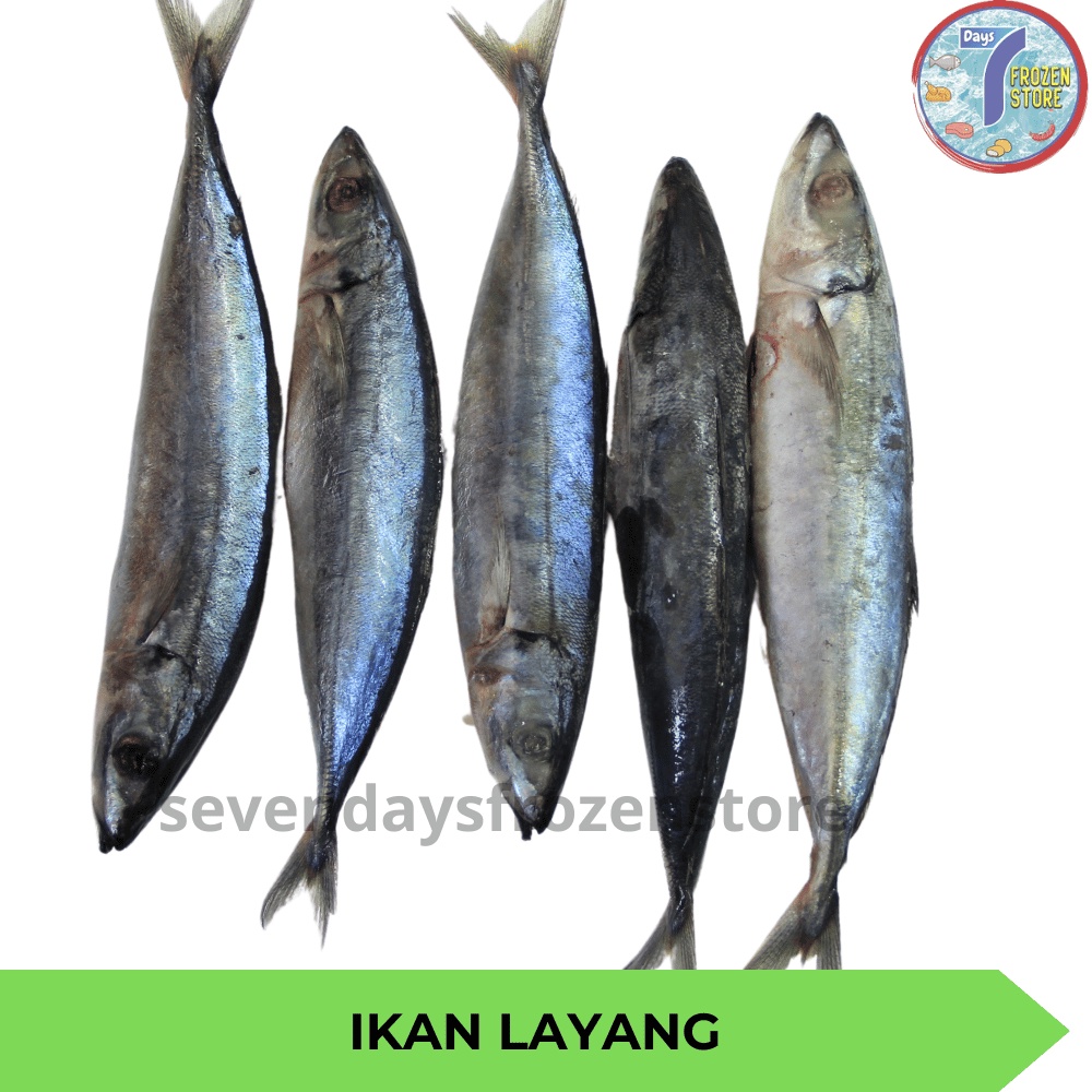 

Ikan Layang Beku Frozen