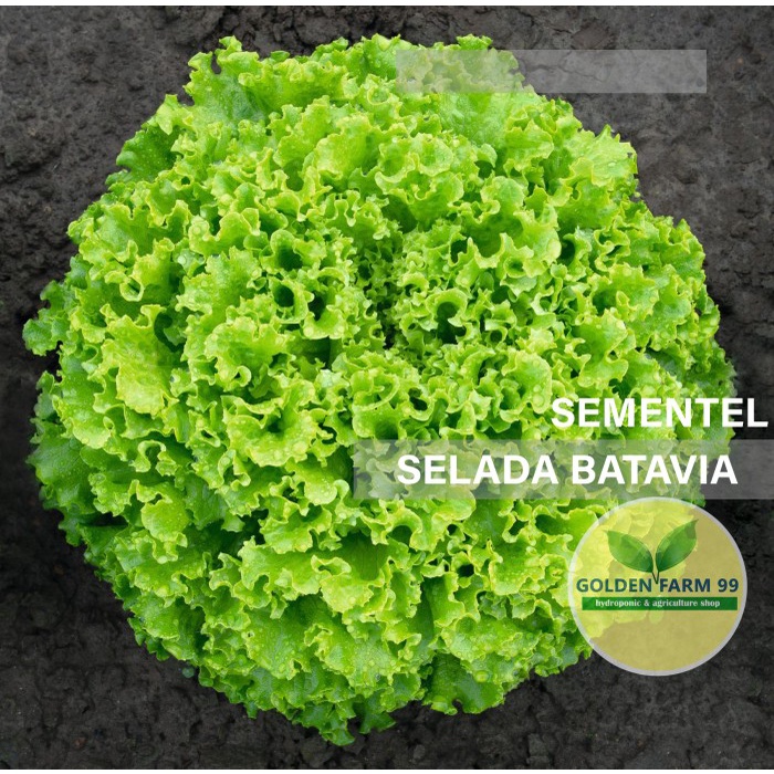 JTTOP" BENIH SELADA BATAVIA BEJO SEMENTEL KEMASAN 100 PIL