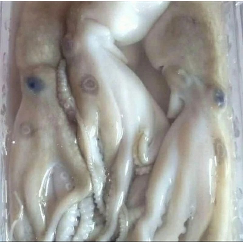

BABY GURITA/OCTOPUS SEGAR 1KG