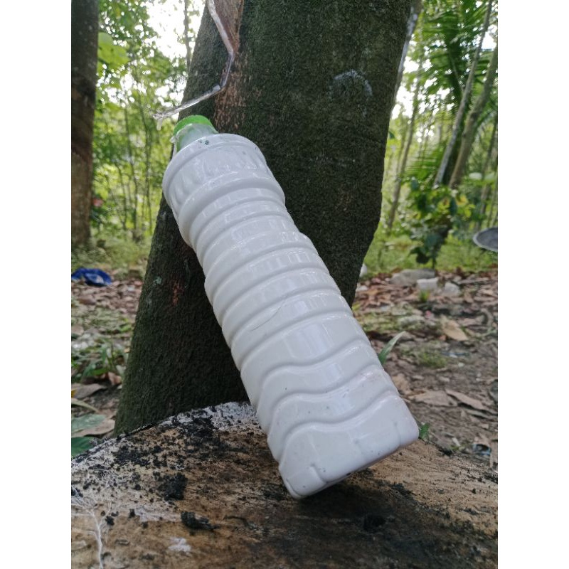 

Getah Karet Mentah Asli Isi 1Liter