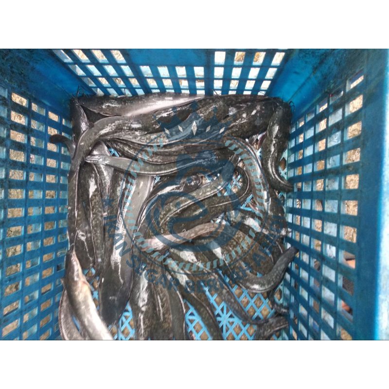 

IKAN LELE SEGAR (bukan frozen) 500gr/1kg FREE DI BERSIHKAN
