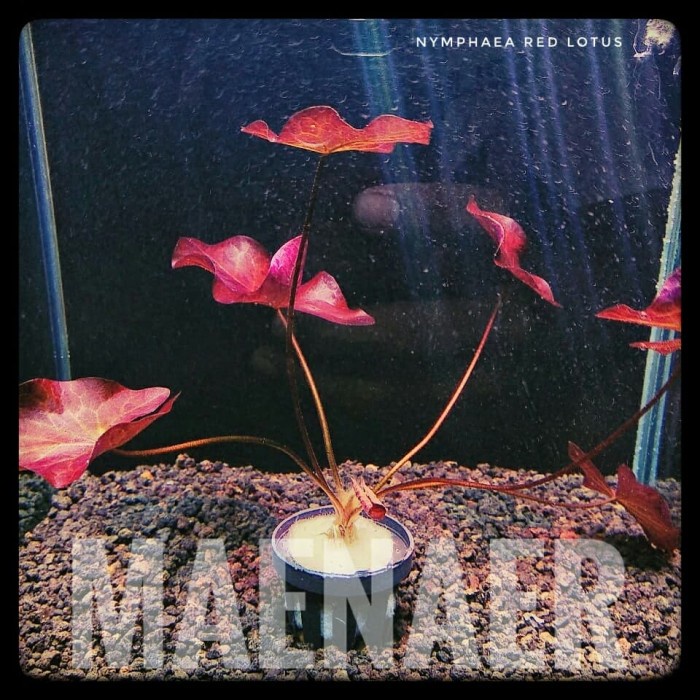 JTTOP" NYMPHAEA RED LOTUS