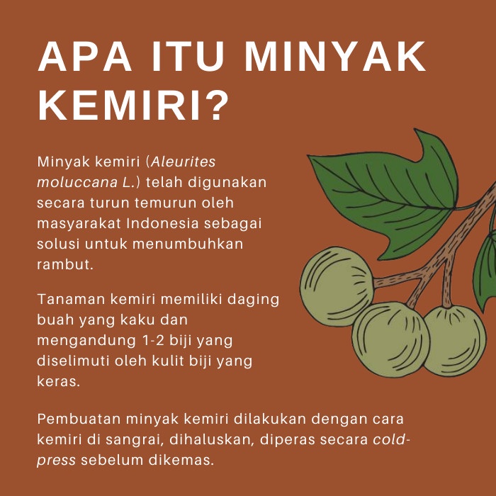 Roegan Minyak Kemiri - Penumbuh Rambut Penghitam Uban Alami - Basic