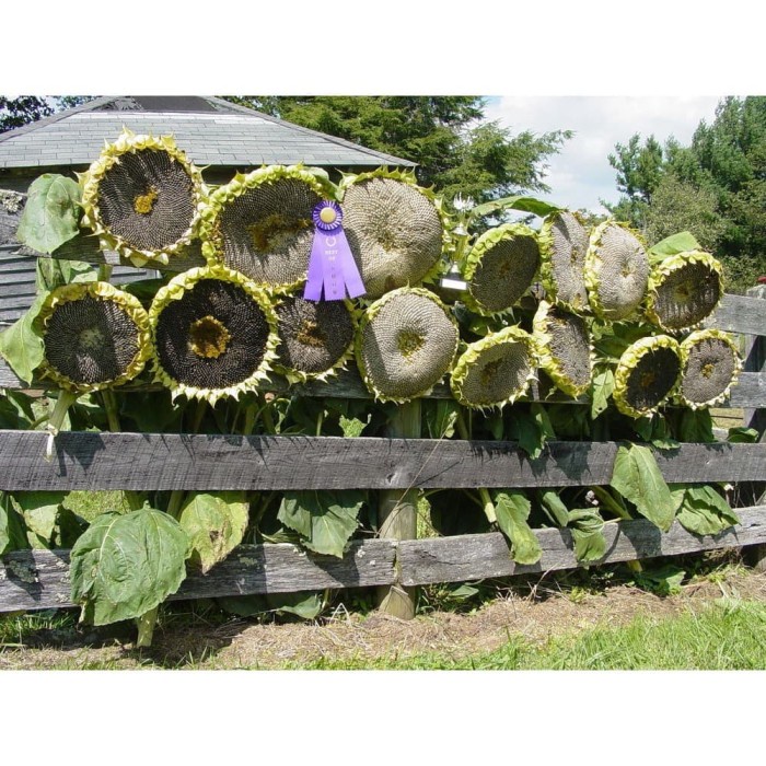 JTTOP" BIBIT / BENIH / SEEDS BUNGA MATAHARI JUMBO MUDAH TUMBUH