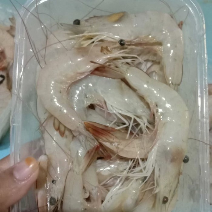 (Good) udang laut besar 1kg
